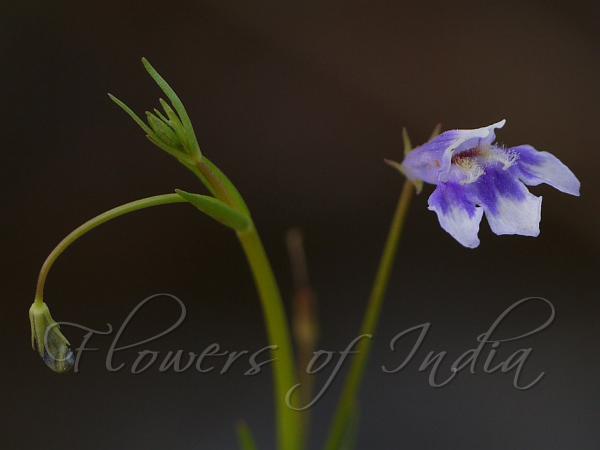 Hyssop Lindernia